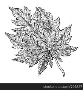 Outline Leaf. Hand drawn Monochrome realistic illustration. Hand drawn Outline Leaf.