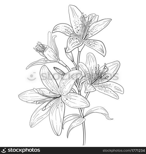 Outline linear art of blooming lily. Hand drawn lilies flower isolated Vector illustration.. Outline of blooming lily. Hand drawn lilies flower Vector illustration.