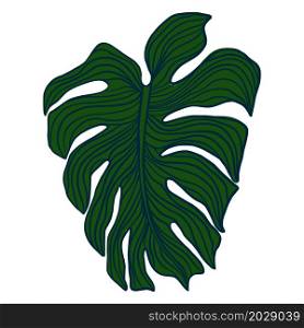 Outline monstera plant leaves isolated on white background. Tropical palm leaf element. Vector illustration. Outline monstera plant leaves. Tropical palm leaf element.