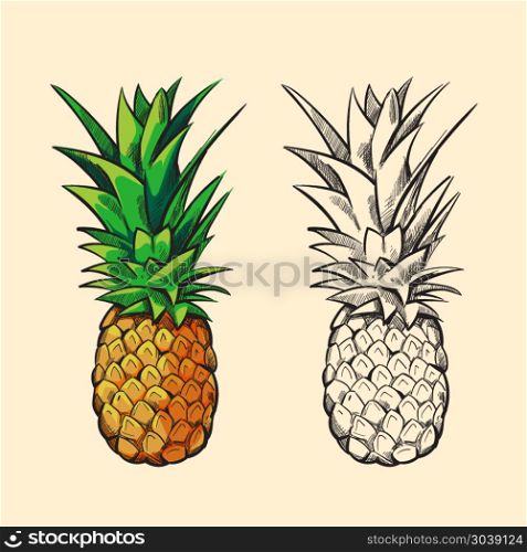 Outline pineapple and color cartoon vector illustration. Outline pineapple and color cartoon pineapple with green leaves vector illustration