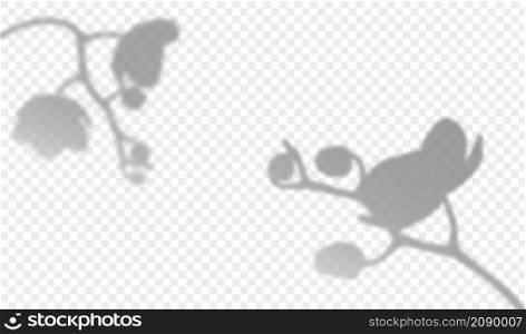 Overlay shadow effect from flowers of orchid. Lights from window on wall. Phalaenopsis branch transparent reflection. Realistic vector illustration.. Overlay shadow effect from flowers of orchid. Lights from window on wall. Phalaenopsis branch transparent reflection. Realistic vector illustration