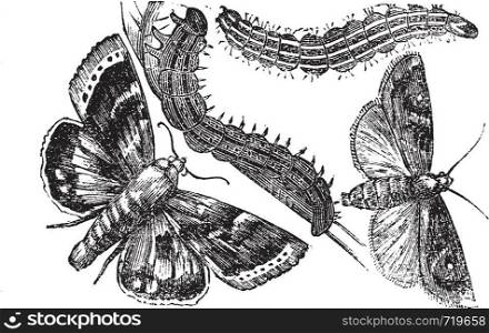 Owlet moth or Noctuidae, vintage engraving. Old engraved illustration of an Owlet moth.