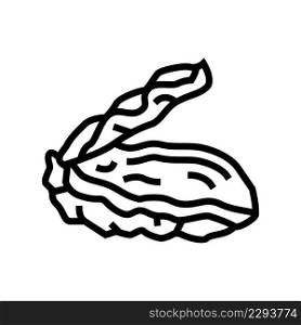 oyster opened shell line icon vector. oyster opened shell sign. isolated contour symbol black illustration. oyster opened shell line icon vector illustration