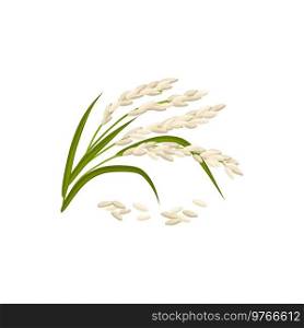 Paddy rice isolated green plant with seeds. Vector white cereal grains, unmilled rice on branch. Unmilled rice grains and green ripe spike isolated