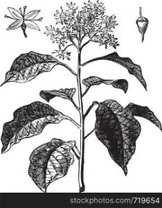Pagoda Dogwood or Alternate-leaved Dogwood or Cornus alternifolia, vintage engraving. Old engraved illustration of Pagoda Dogwood showing flower (upper left) and fruit (upper right).
