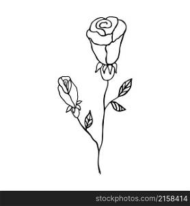 Painted rose. Hand-drawn flower, botanical design element. Vector flower illustration.. Painted rose. Hand-drawn flower