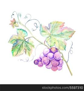 Painted watercolor card with grape leaves. Vector illustration.