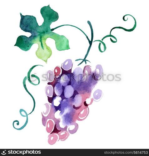 Painted watercolor grape. Vector illustration