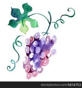 Painted watercolor grape. Vector illustration