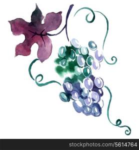 Painted watercolor grape. Vector illustration