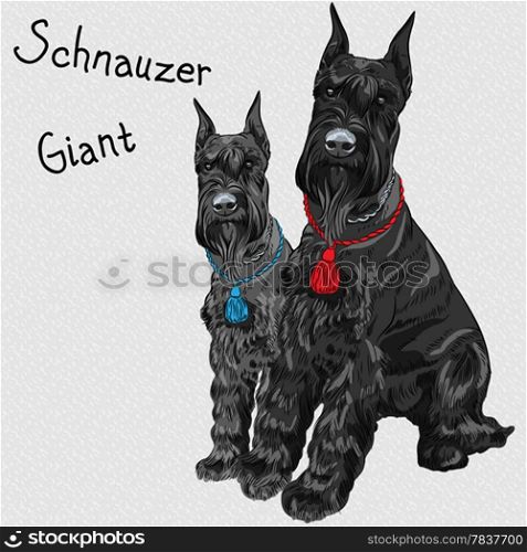 pair of dogs breed Giant Schnauzer color black