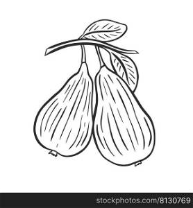 Pair of pears on branch with foliage sketch. Hand engraving black pears on white background isolated vector. Fruit contour. Healthy organic food illustration