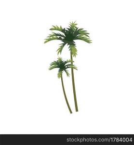 Palm cocnut tree tropical. Exotic floral plant with leaves isolated. Vector illustration. Palm coconut tree tropical. Exotic floral plant with leaves isolated. Vector