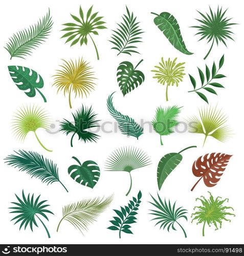 Palm exotic leaves set. Illustrated palm exotic green leaves isolated on white background. Hand drawing tropical jungle coconut leaf set isolated on white background. Vector illustration