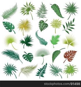 Palm exotic leaves set. Illustrated palm exotic green leaves isolated on white background. Hand drawing tropical jungle coconut leaf set isolated on white background. Vector illustration