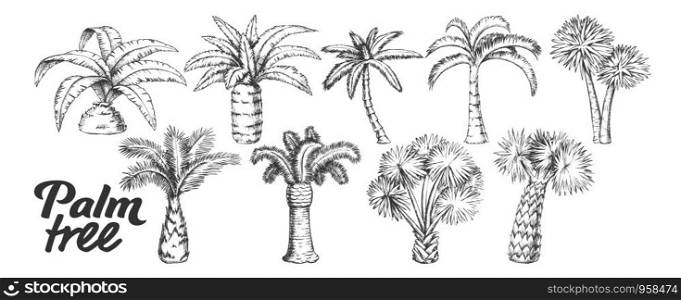 Palm High And Small Trunk Trees Set Ink Vector. Collection Of Different Decorative Foliage Palm. Wild Nature Botanical Plant Concept Template Designed In Vintage Style Black And White Illustrations. Palm High And Small Trunk Trees Set Ink Vector