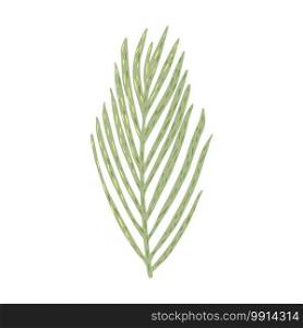 Palm isolated on white background. Abstract tropical leaf green color in doodle style vector illustration.. Palm isolated on white background. Abstract tropical leaf green color in doodle style.