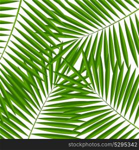 Palm Leaf Background Isolateed Vector Illustration EPS10. Palm Leaf Background Vector Illustration