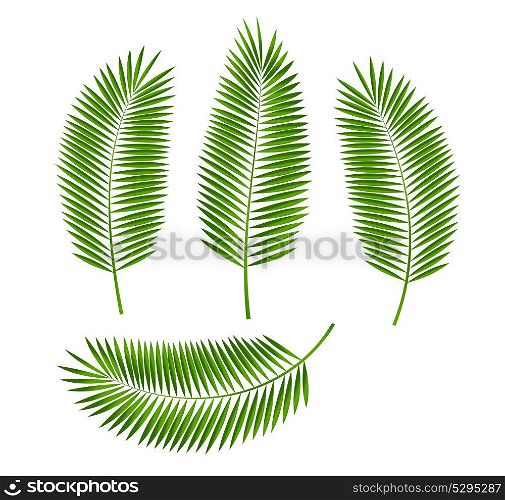 Palm Leaf Isolated on White Background. Vector Illustration EPS10. Palm Leaf Vector Illustration