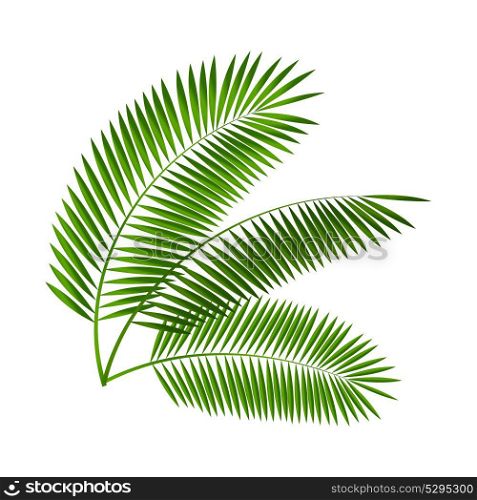 Palm Leaf. Isolated on White Background. Vector Illustration EPS10. Palm Leaf Vector Illustration