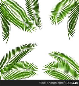 Palm Leaf. Isolated on White Background. Vector Illustration EPS10. Palm Leaf Vector Illustration