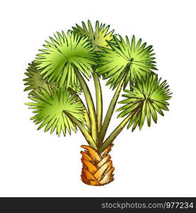 Palm Leaf Tree Texas Palmetto Color Vector. Hot Temperature Climate Little Species Of Palm. Wild Nature Botanical Plant Concept Template Designed In Vintage Style Illustration. Palm Leaf Tree Texas Palmetto Color Vector