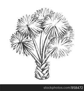 Palm Leaf Tree Texas Palmetto Monochrome Vector. Hot Temperature Climate Little Species Of Palm. Wild Nature Botanical Plant Concept Template Designed In Vintage Style Black And White Illustration. Palm Leaf Tree Texas Palmetto Monochrome Vector