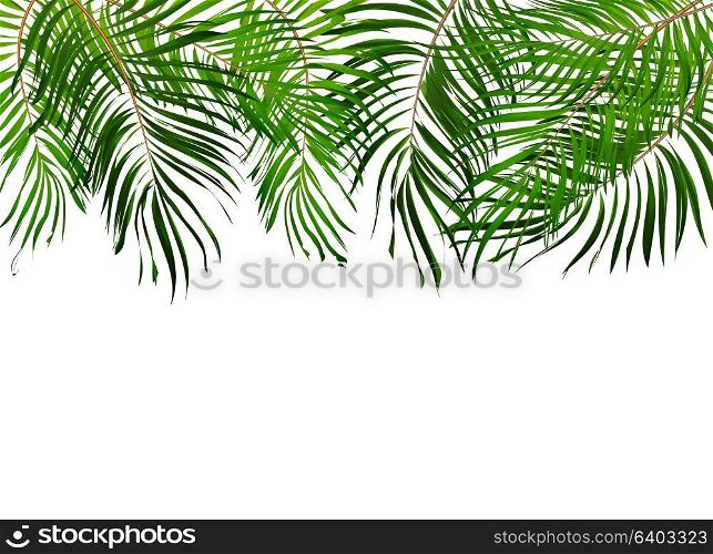 Palm Leaf Vector Background Illustration EPS10. O2017-04-09-006