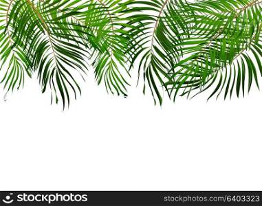 Palm Leaf Vector Background Illustration EPS10. O2017-04-09-006
