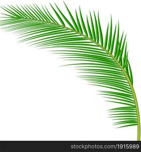 Palm leaves background. Vector exotic palm leaves.. Palm leaves background.