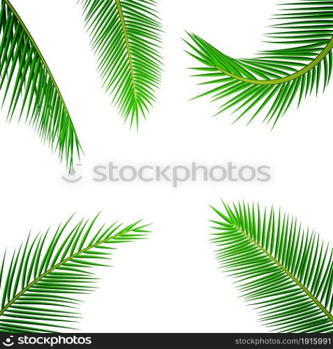 Palm leaves background. Vector exotic palm leaves.. Palm leaves background.