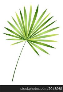 Palm leaves branch. Tropical tree green foliage isolated on white background. Palm leaves branch. Tropical tree green foliage