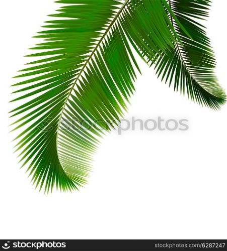 Palm leaves on white background. Vector.