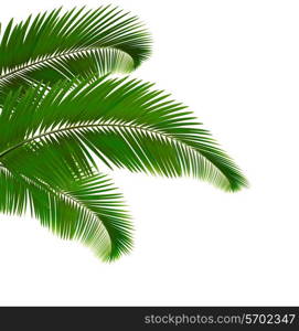 Palm leaves on white background. Vector illustration.