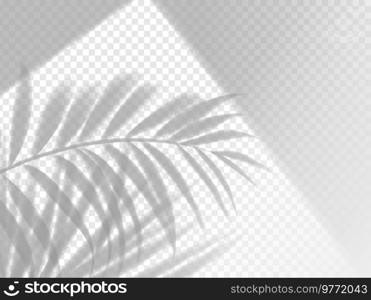 Palm leaves shadow background overlay. Realistic vector leaf with light effect, template for summer travel, beach or cosmetics beauty product promotion with tropical plant foliage on wall or floor. Palm leaves shadow background overlay, template