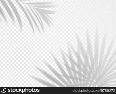 Palm leaves shadow background overlay. Vector light with realistic shades of summer tropical plant branches, blurred areca and fan palm tree foliage overlay effect on transparent background. Palm leaves shadow background overlay