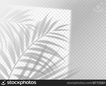 Palm leaves shadow background overlay. Vector tropical plant in window frame realistic template. Foliage shade on wall or floor with plant leaf, light effect for summer travel, beach, cosmetics promo. Palm leaves shadow background overlay, realistic