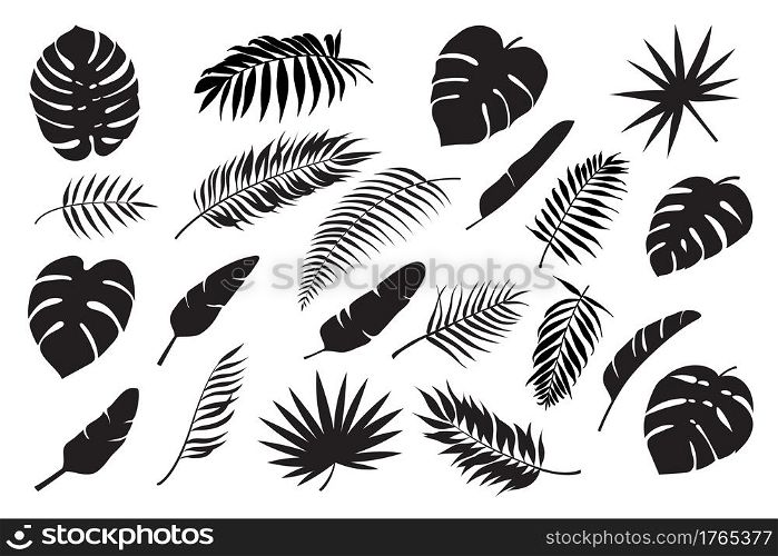 Palm leaves silhouettes. Tropical leaf monstera, banana and coconut. Jungle foliage, exotic rainforest palm tree floral decoration vector set. Paradise branches and leafage for summertime. Palm leaves silhouettes. Tropical leaf monstera, banana and coconut. Jungle foliage, exotic rainforest palm tree floral decoration vector set