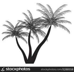 Palm silhouette. Vector illustration. EPS 10.