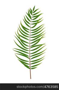 Palm Tree Leaf Silhouette Isolated on White Background Vector Illustration EPS10. Palm Tree Leaf Silhouette Isolated on White Background