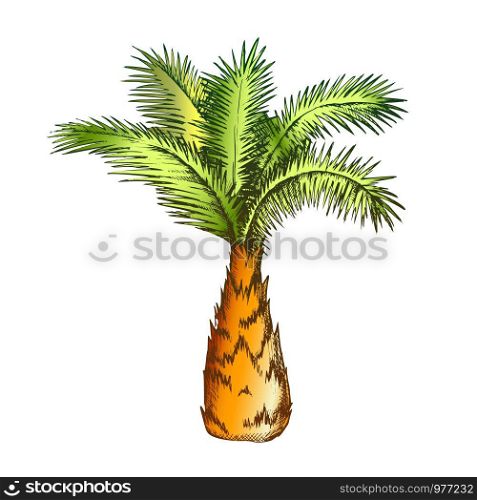 Palm Tree Sabal Minor Miami Palmetto Color Vector. Tropical Climate Small Species Of Palm. Wild Nature Botany Plant Concept Template Hand Drawn In Vintage Style Illustration. Palm Tree Sabal Minor Miami Palmetto Color Vector
