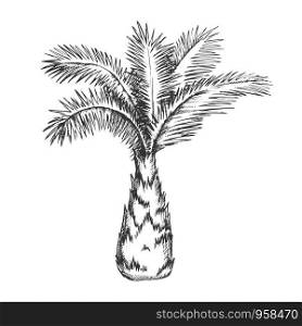 Palm Tree Sabal Minor Miami Palmetto Ink Vector. Tropical Climate Small Species Of Palm. Wild Nature Botany Plant Concept Template Hand Drawn In Vintage Style Black And White Illustration. Palm Tree Sabal Minor Miami Palmetto Ink Vector