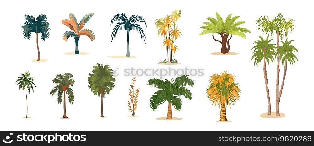 Palm tree set flat cartoon isolated on white background. Vector isolated illustration