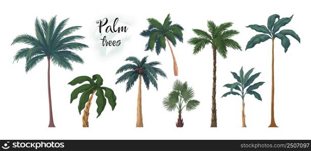 Palm tree. Summer exotic coconut or banana old tree. Tropical plants. Trunks and fronds. Jungle foliage. Retro botanical beach background. Rainforest wood. Vector landscape isolated elements set. Palm tree. Summer exotic coconut or banana tree. Tropical plants. Trunks and fronds. Jungle foliage. Retro botanical beach background. Rainforest wood. Vector landscape elements set