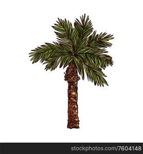 Palm tree symbol of Egypt isolated plant. Vector palmtree with branches and trunk. Coconut palm tree isolated Egyptian plant sketch