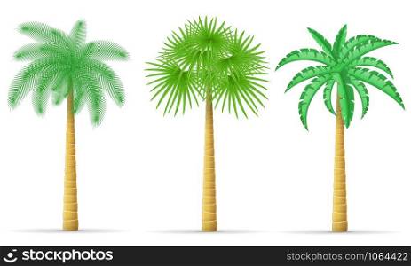 palm tree vector illustration isolated on white background