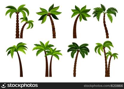 Palm trees isolated on white background. Beautiful vectro palma tree set vector illustration. Palm trees isolated on white