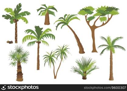Palm trees set graphic elements in flat design. Bundle of different types of palm trees with coconuts and bushes with green crown of leaves, trunks and branches. Vector illustration isolated objects