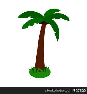 Palm tropical tree icon in isometric 3d style on white background. Single standing palm tropical tree with two coconuts. Palm tropical tree icon, isometric 3d style