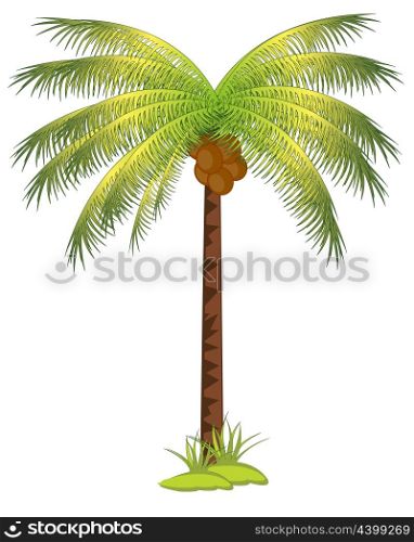 Palm with coco. The Tropical tree palm with fruit coco.Vector illustration